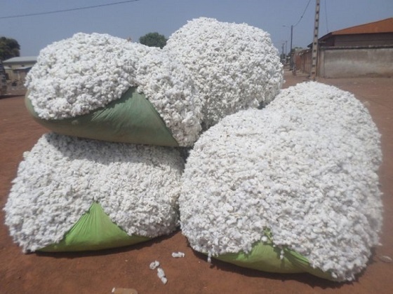 Côte d’Ivoire: Le prix du coton maintenu à 265 FCFA/Kg pour la campagne 2018-2019