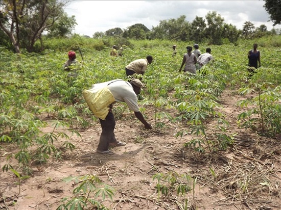 Sécurité alimentaire : L’Union européenne octroie plus de 11 milliards de Fcfa à la Côte d’Ivoire pour la production de manioc et de maraîchers