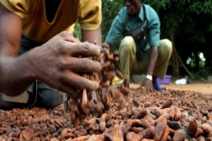 Côte d’Ivoire : l’agro-business, un secteur privilégié des établissements de microfinance