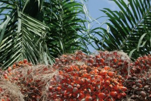 La réforme de la filière hévéa – palmier à huile au coeur des 6èmes JAAD dans le Sud-Comoé