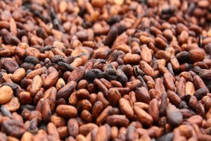Le gouvernement ivoirien a décrété des mesures pour une production abondante dans la filière café-cacao